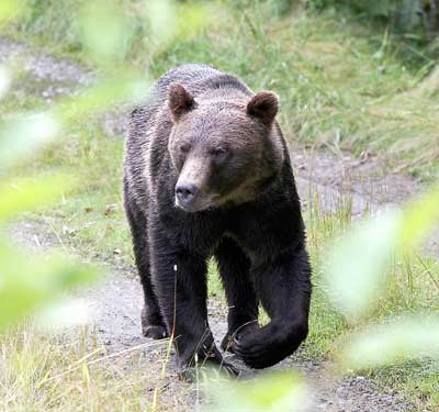 Wildlife specialists teaching bear safety courses, wildlife management, non-lethal bear management from Bear Scare